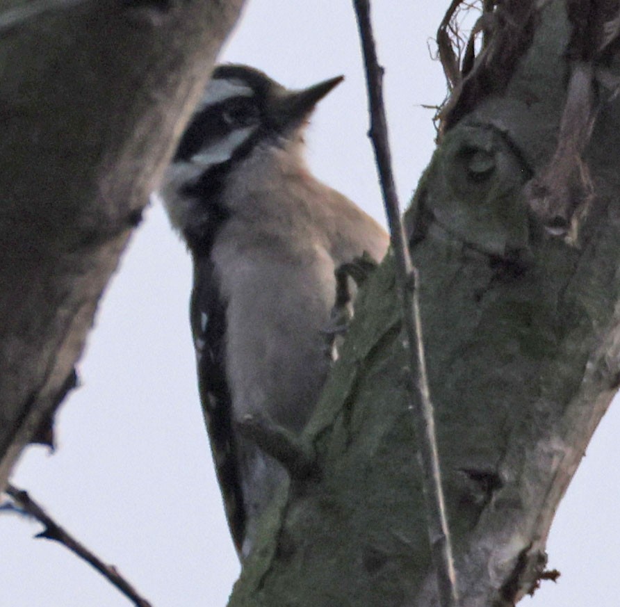 Downy Woodpecker - ML646278045