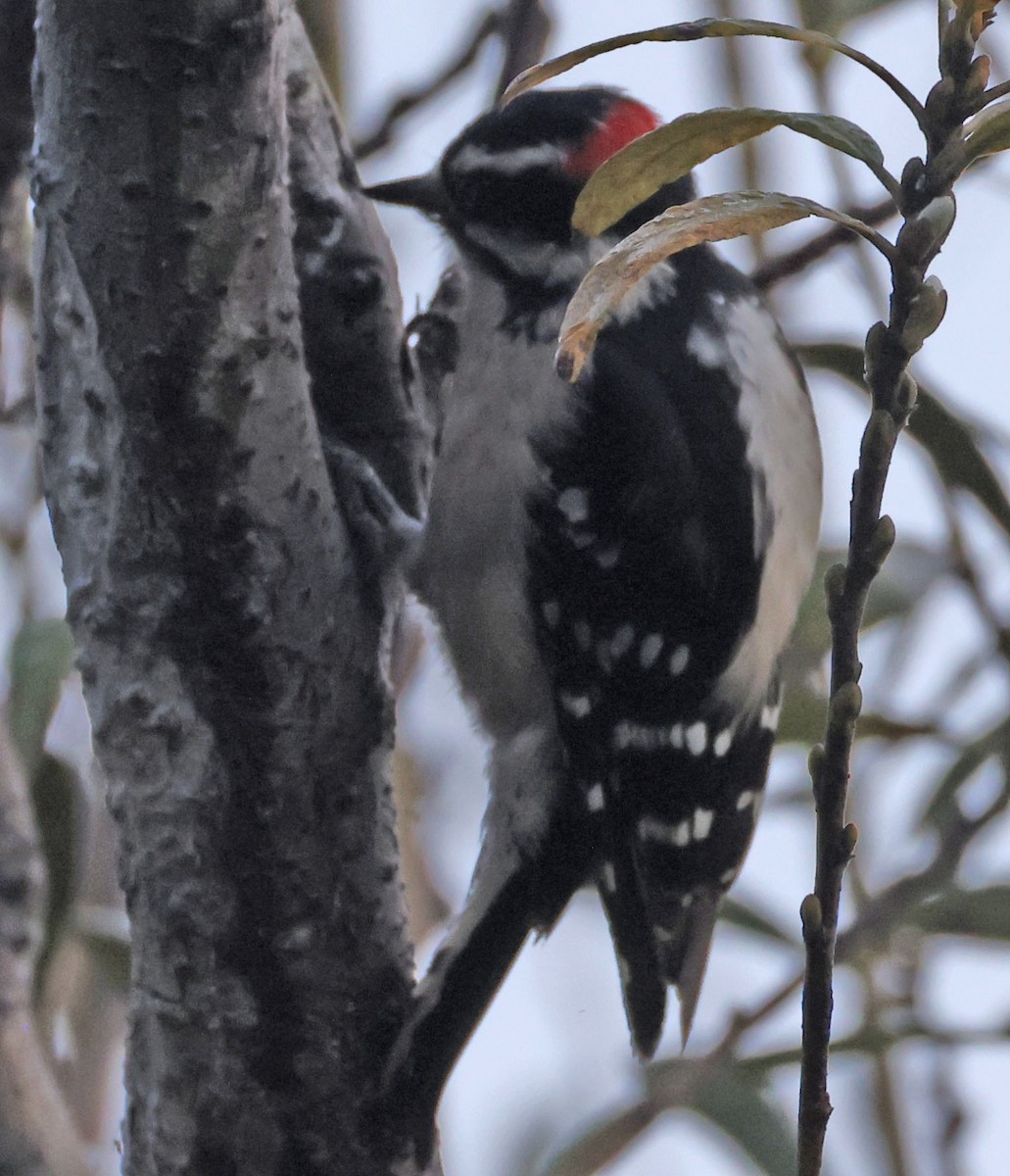 Downy Woodpecker - ML646278046