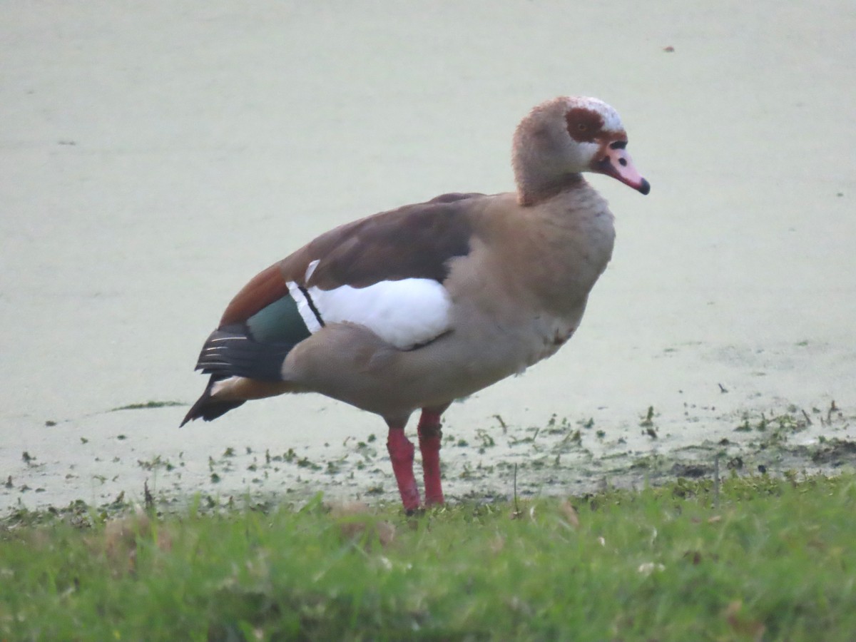 Egyptian Goose - ML646278048