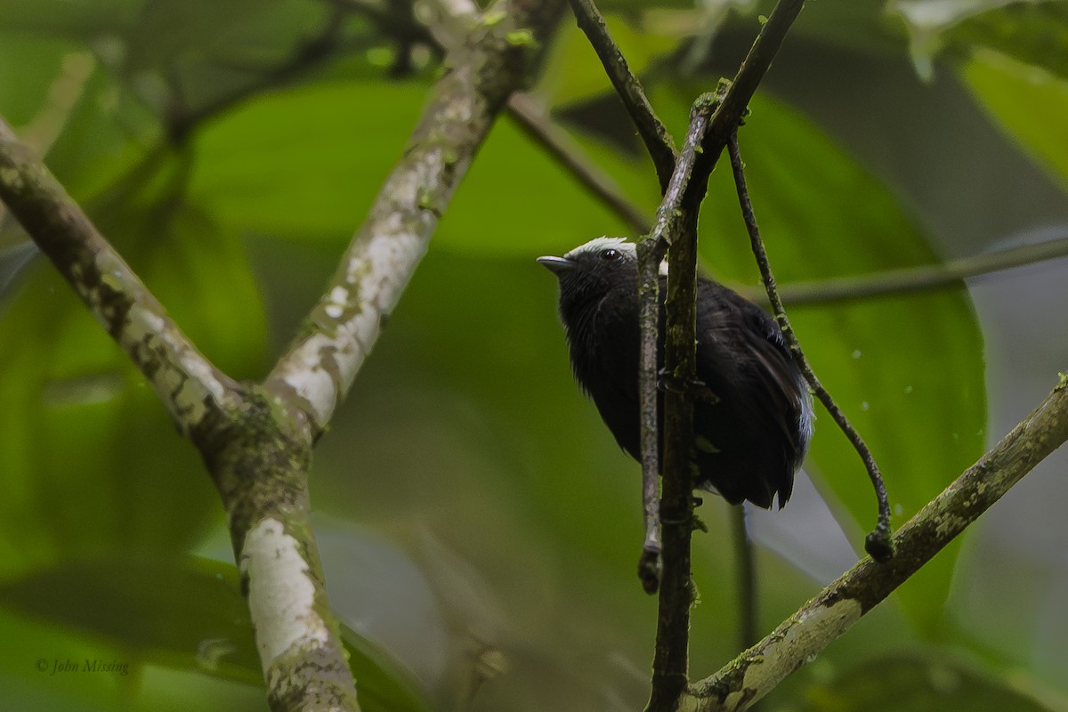 Blue-rumped Manakin - ML646278063