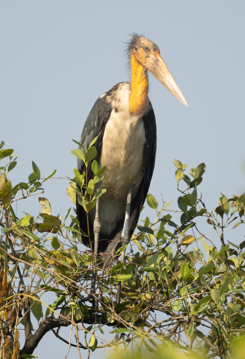 Lesser Adjutant - ML646278065