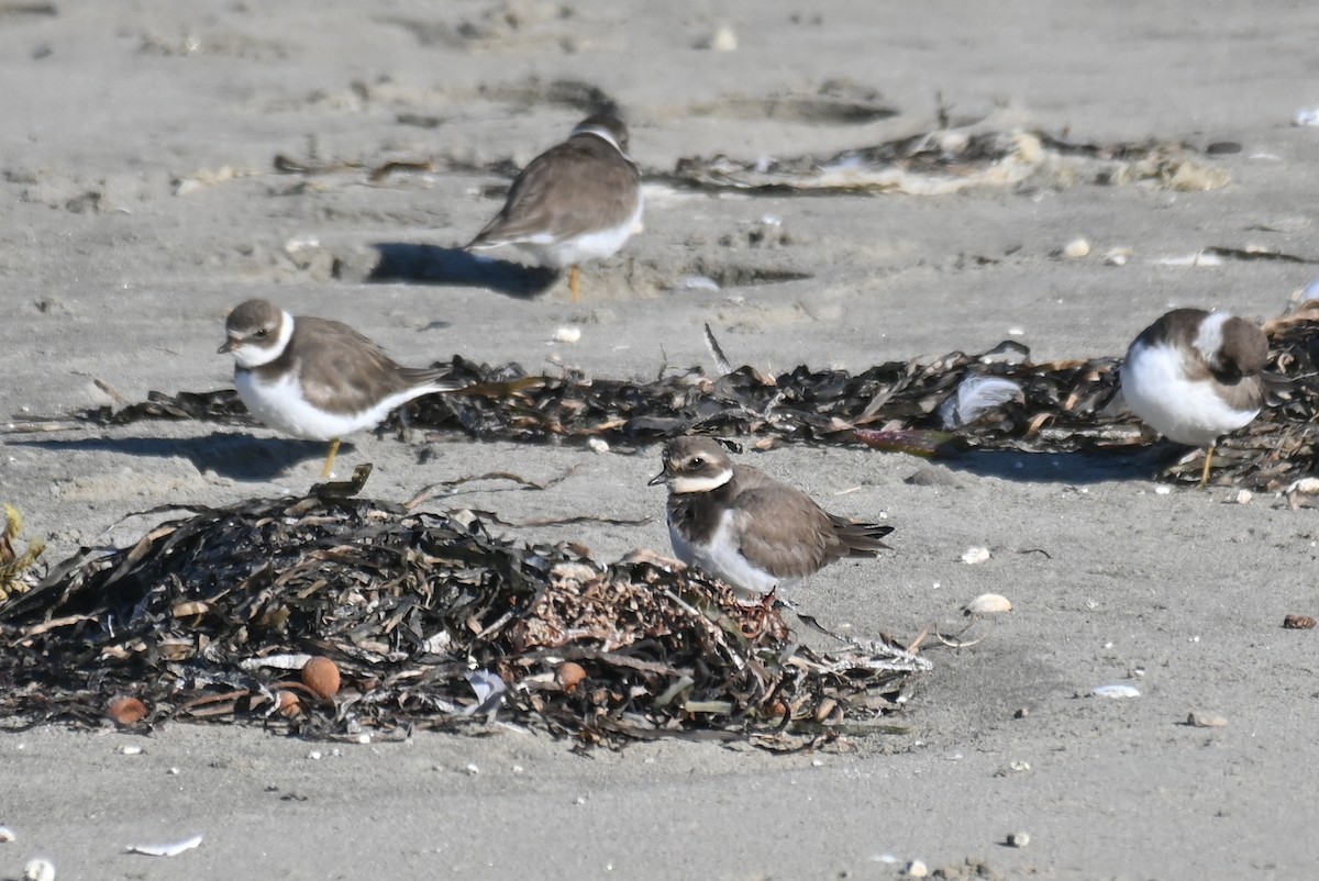 Common Ringed Plover - ML646278067