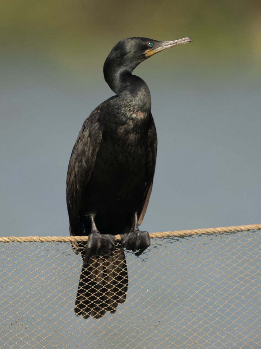 Indian Cormorant - ML646278068
