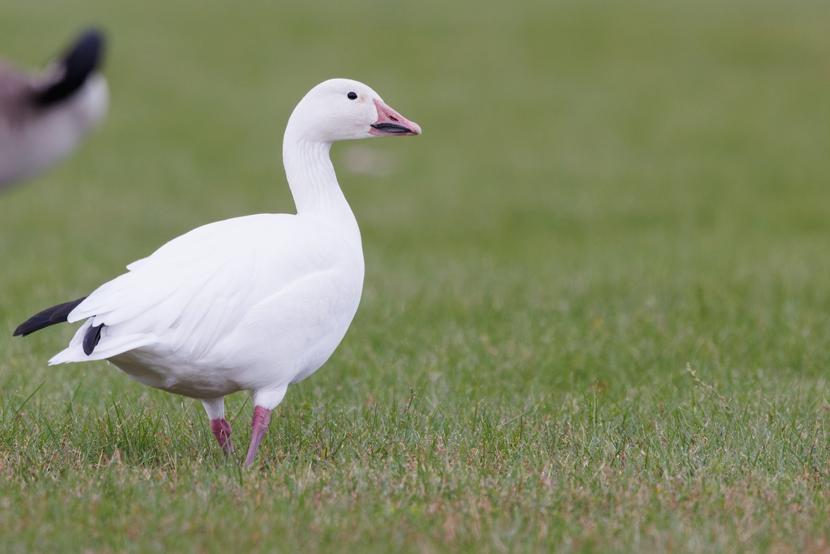 Snow Goose - ML646278069
