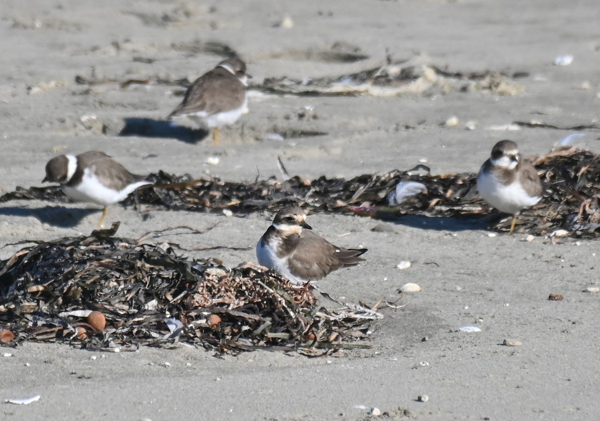 Common Ringed Plover - ML646278070