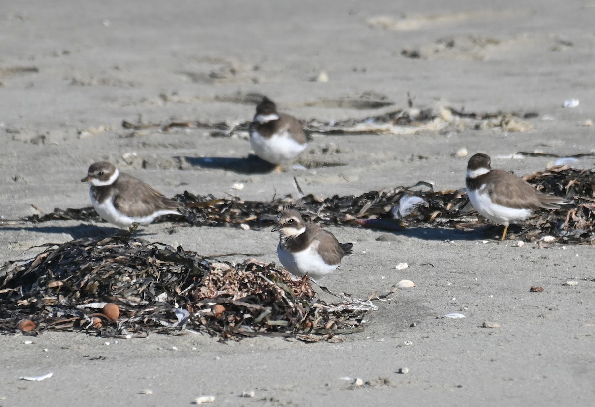 Common Ringed Plover - ML646278071