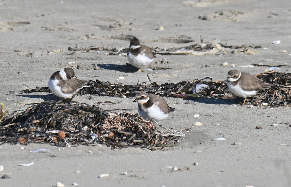 Common Ringed Plover - ML646278072