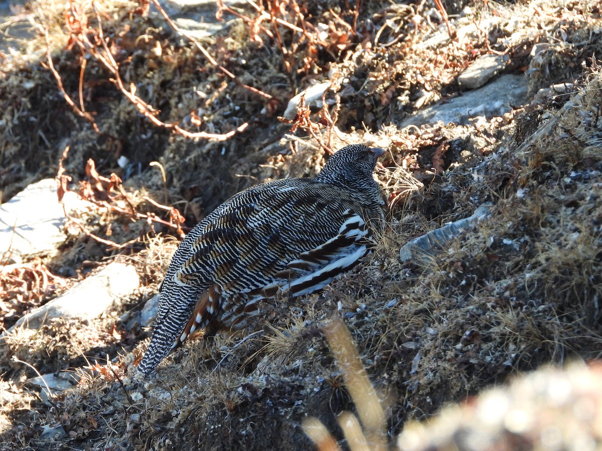 Snow Partridge - ML646278075