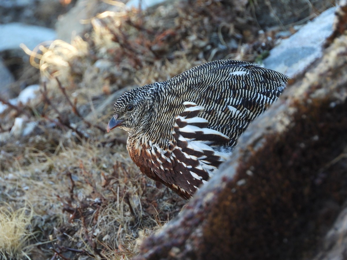 Snow Partridge - ML646278076