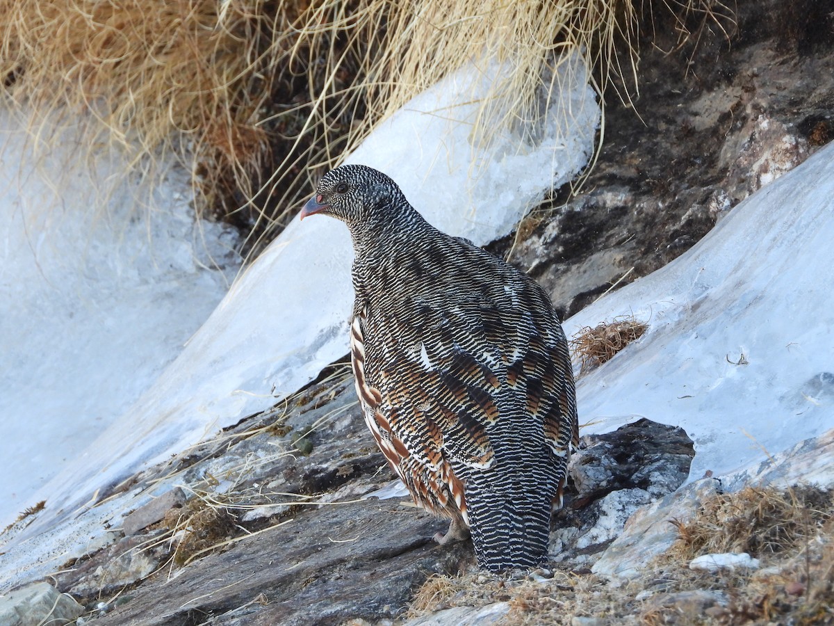 Snow Partridge - ML646278077