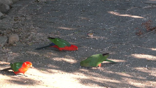 Papagayo Australiano - ML646278078