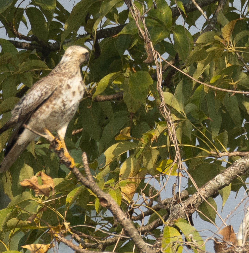 White-eyed Buzzard - ML646278080