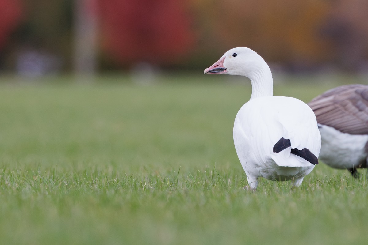 Snow Goose - ML646278083