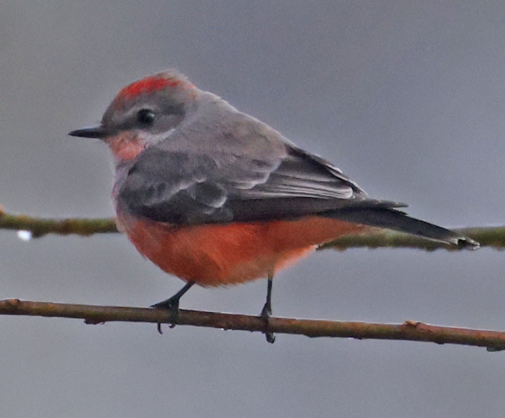 Vermilion Flycatcher - ML646278084