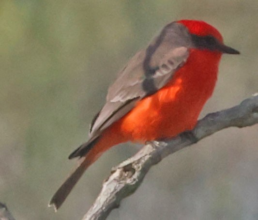 Vermilion Flycatcher - ML646278085