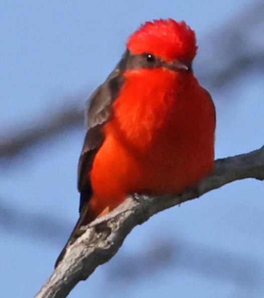 Vermilion Flycatcher - ML646278086