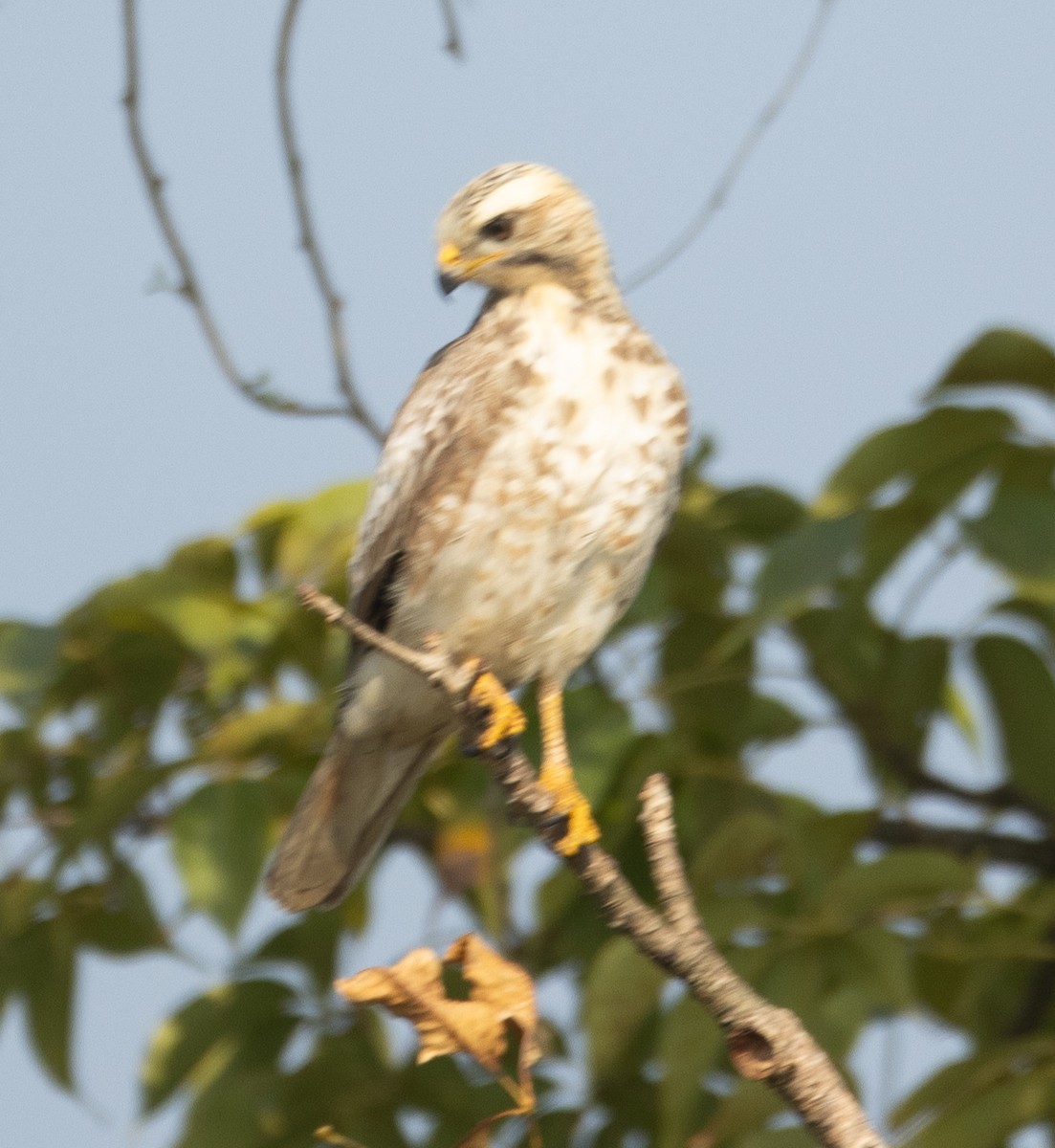 White-eyed Buzzard - ML646278087
