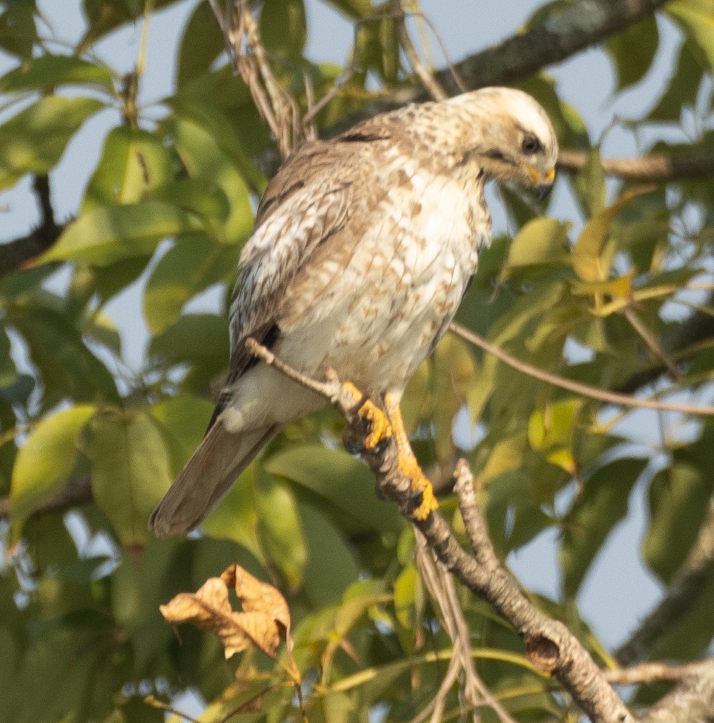 White-eyed Buzzard - ML646278088