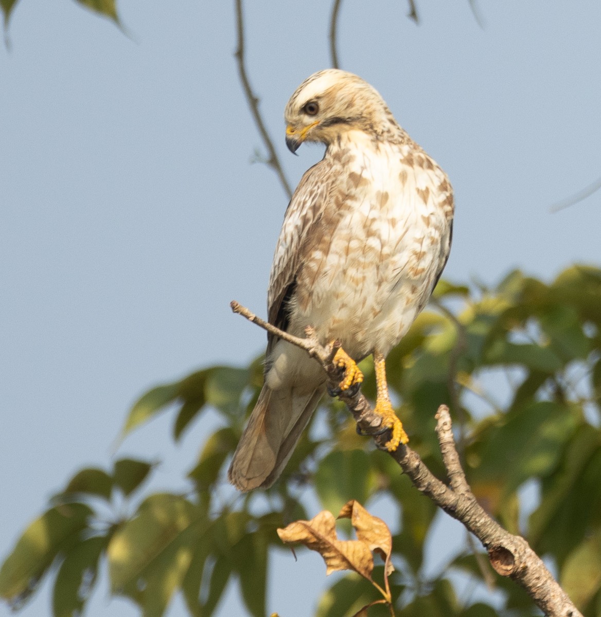 White-eyed Buzzard - ML646278089