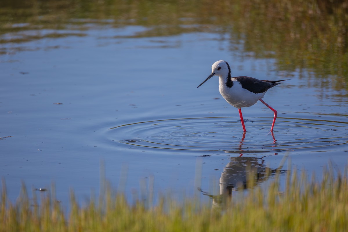 Pied Stilt - ML646278090