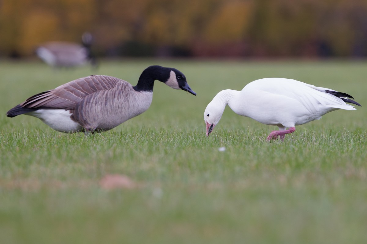 Snow Goose - ML646278091