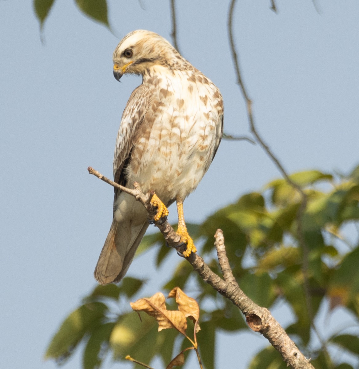White-eyed Buzzard - ML646278092