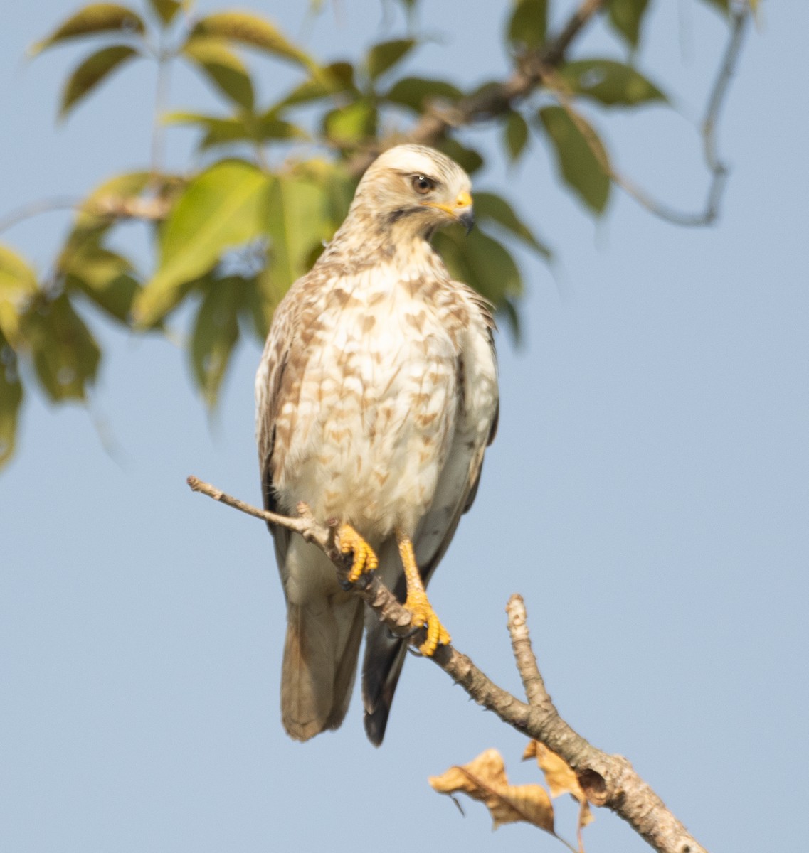 White-eyed Buzzard - ML646278093