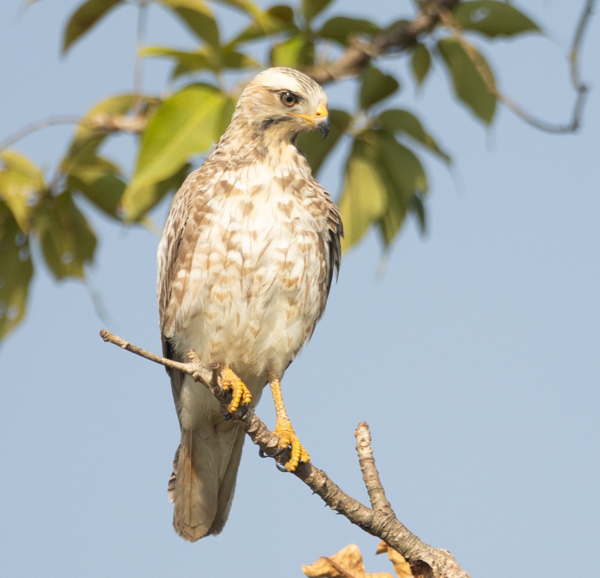 White-eyed Buzzard - ML646278094
