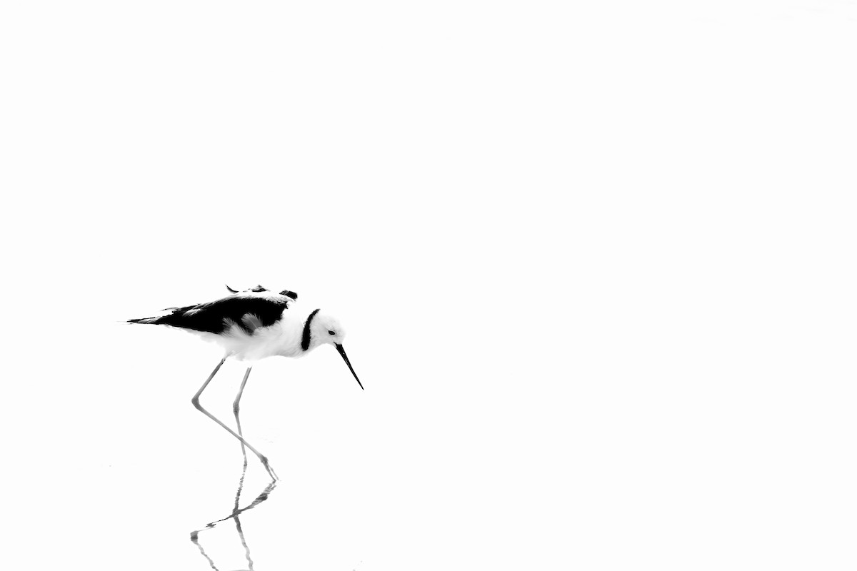 Pied Stilt - ML646278095