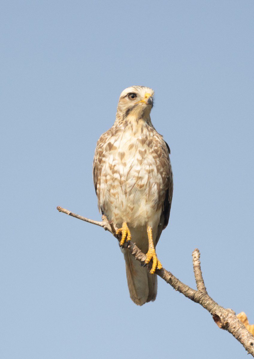 White-eyed Buzzard - ML646278096