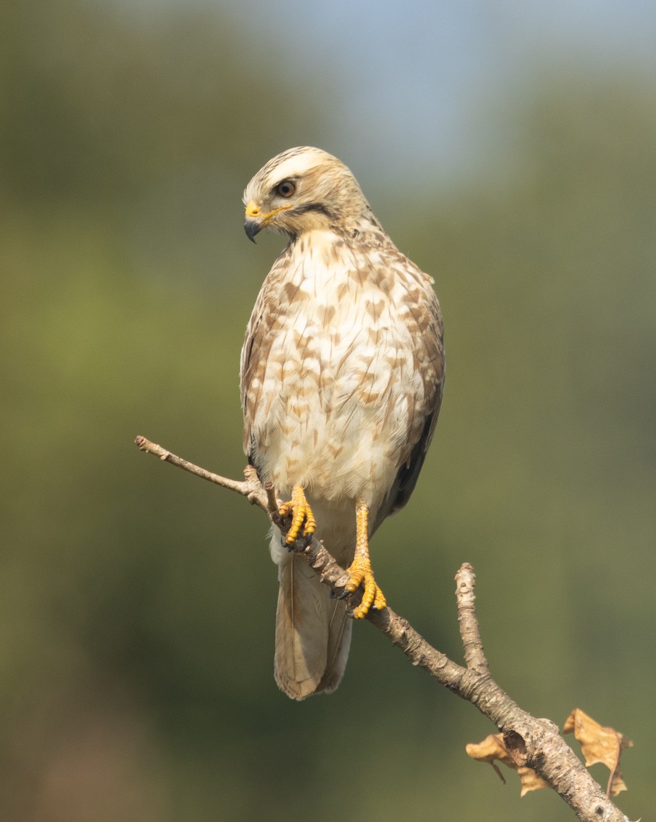 White-eyed Buzzard - ML646278097
