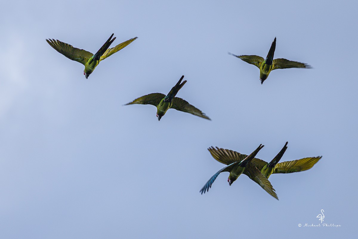 Great Green Macaw - ML646278098