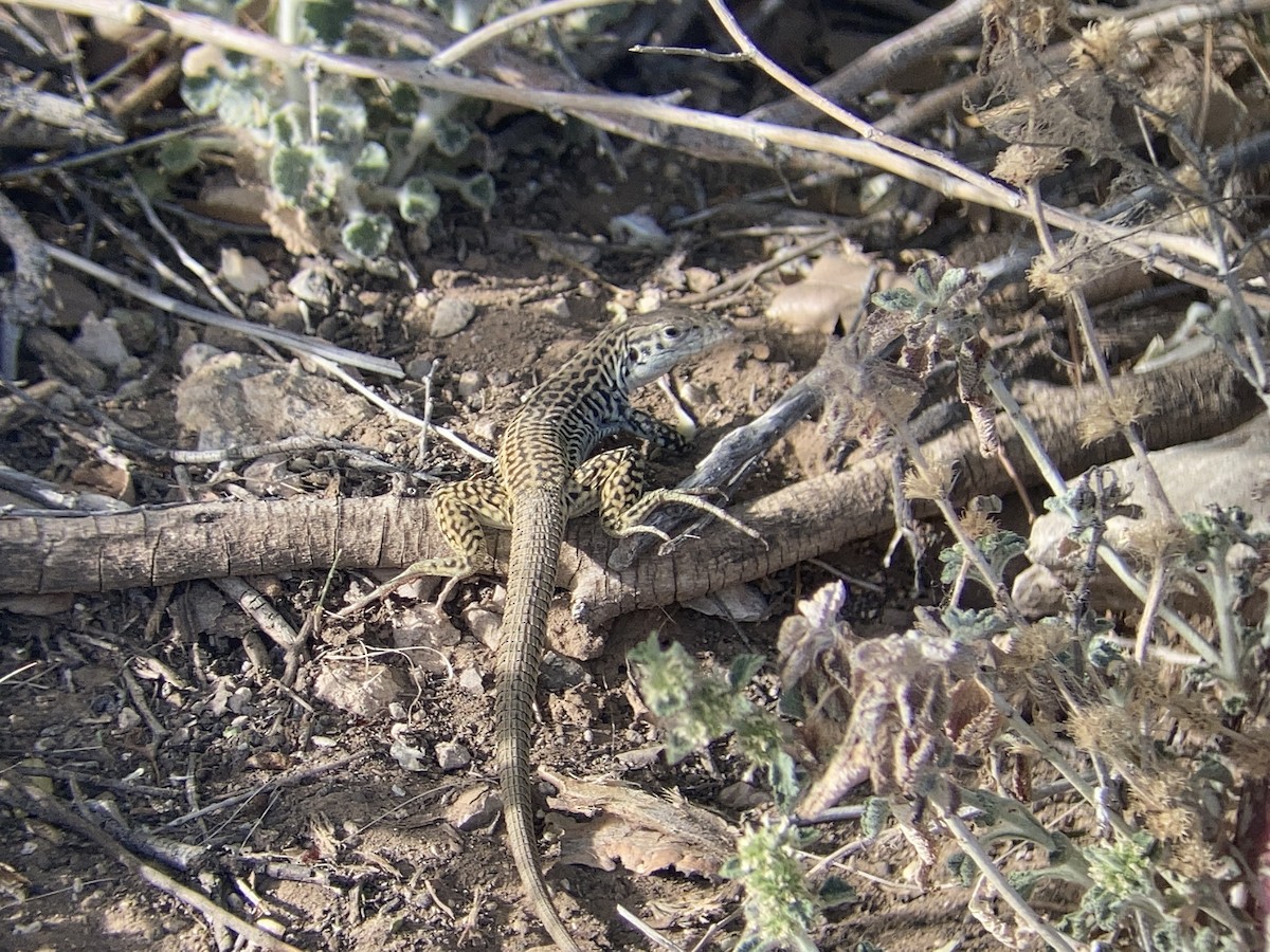 Animals - ML646278099