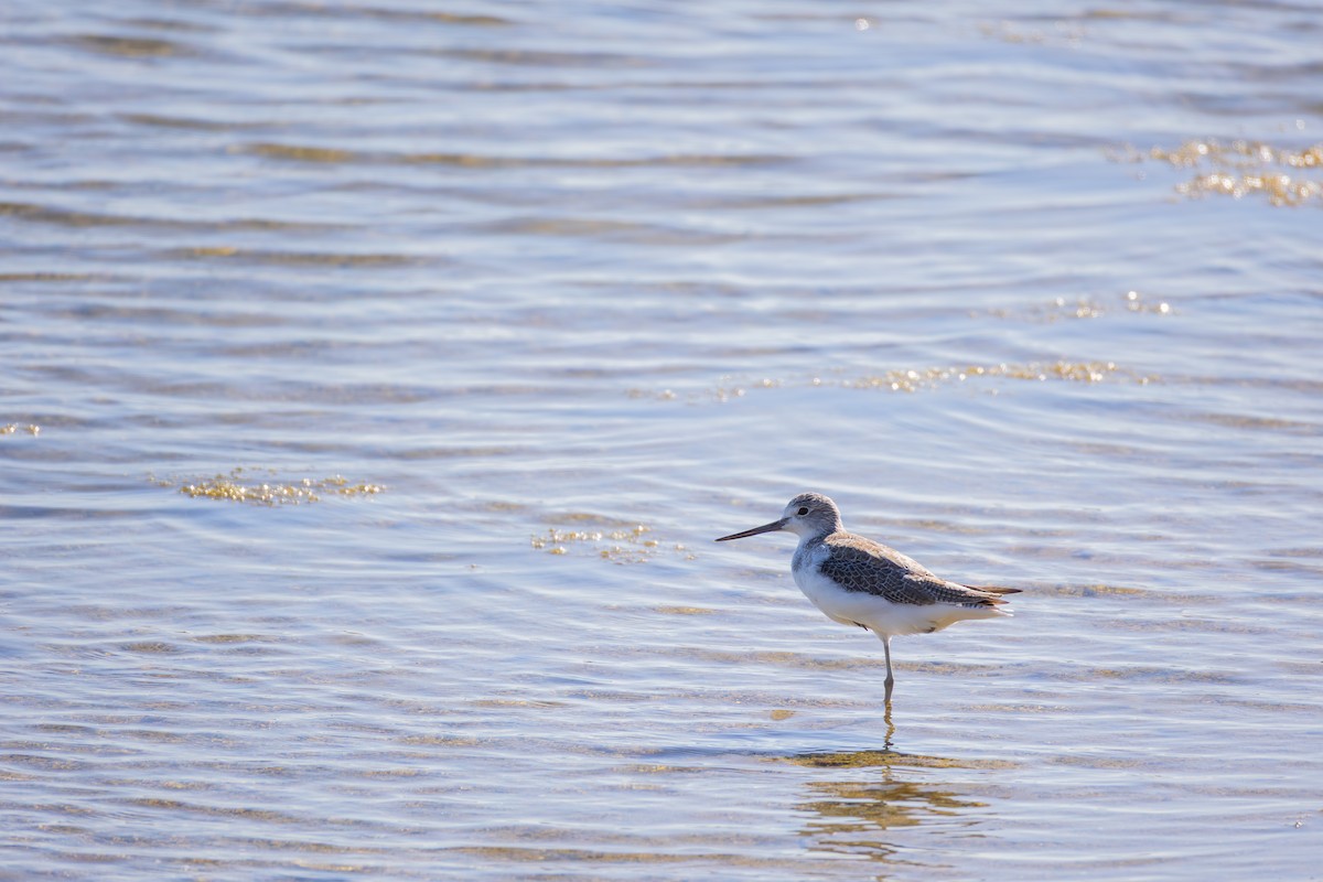Common Greenshank - ML646278100
