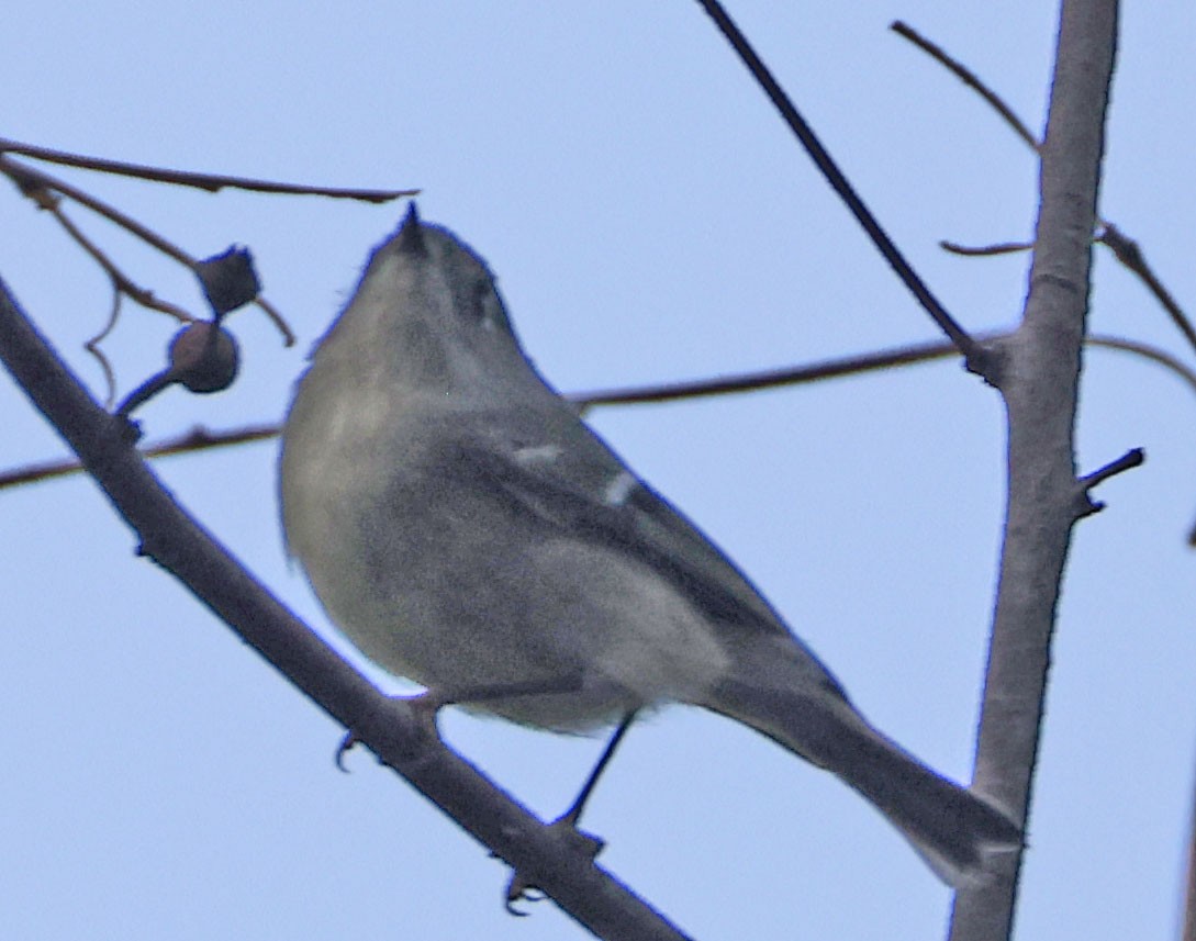 Ruby-crowned Kinglet - ML646278101