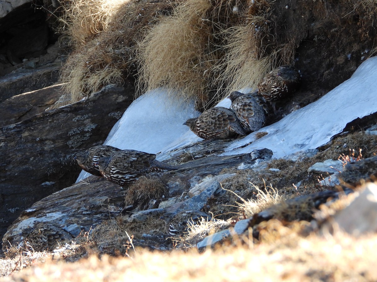 Snow Partridge - ML646278102