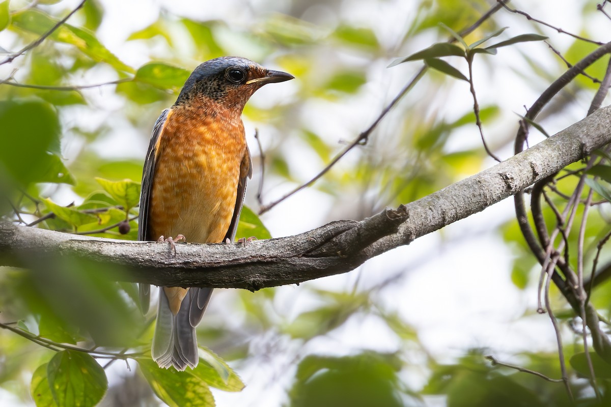 White-throated Rock-Thrush - ML646278103