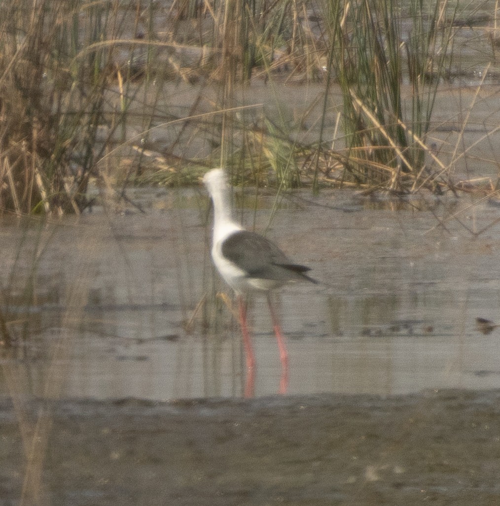 Uzunbacak - ML646278104