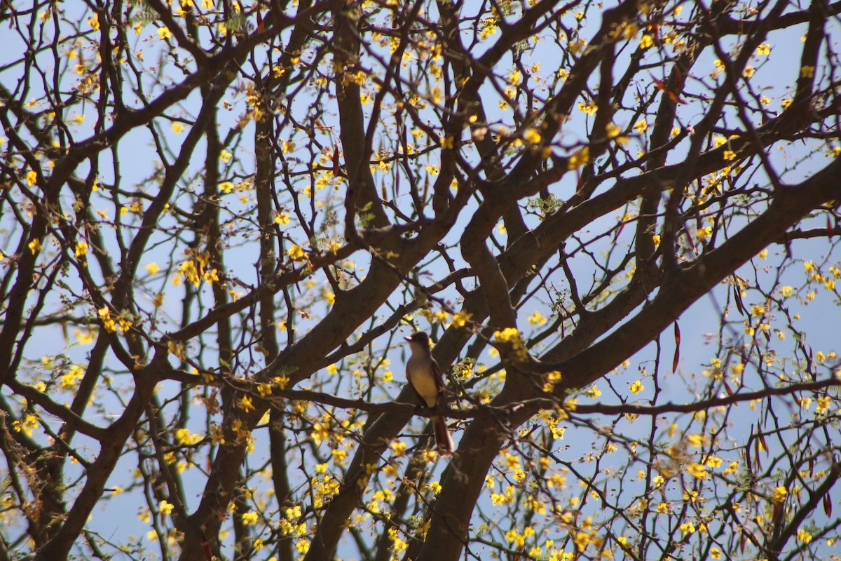 Brown-crested Flycatcher - ML646278106