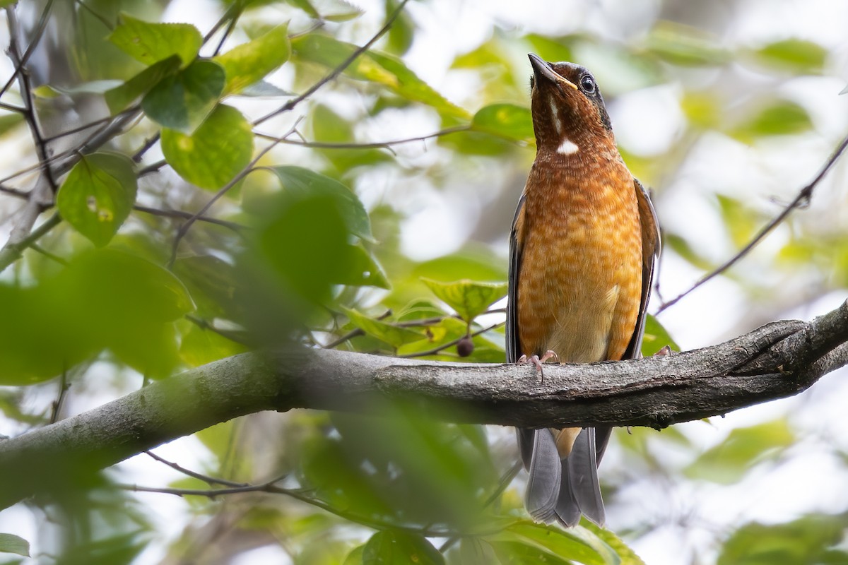 White-throated Rock-Thrush - ML646278107