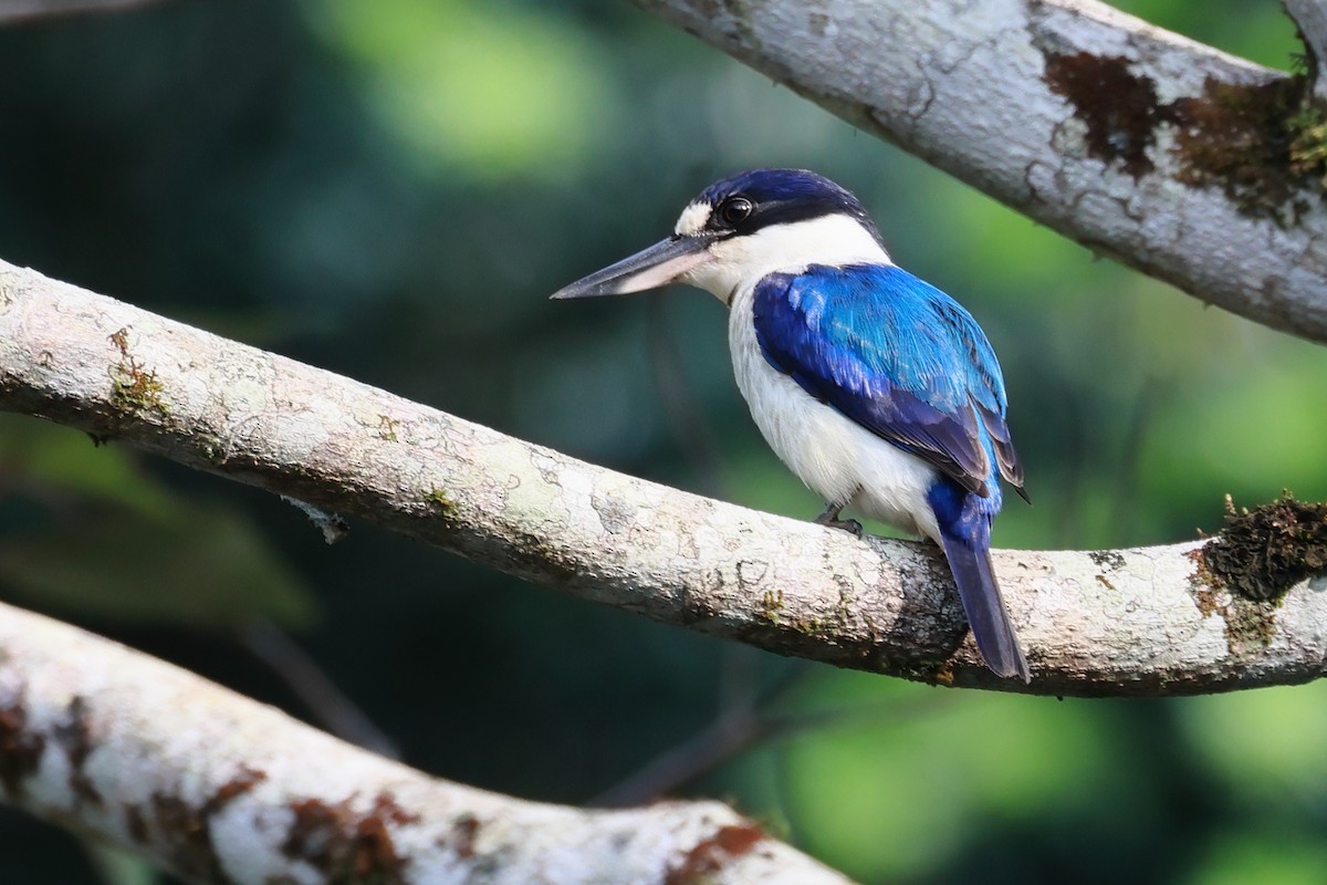 Forest Kingfisher - ML646278118
