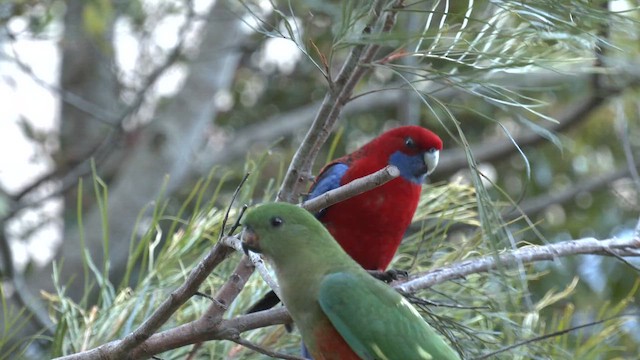 Papagayo Australiano - ML646278126