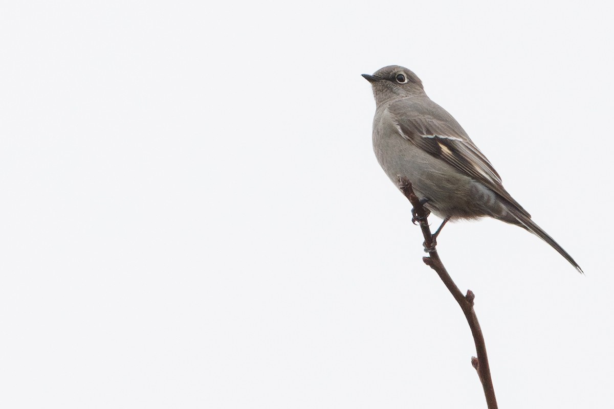 Townsend's Solitaire - ML646278128