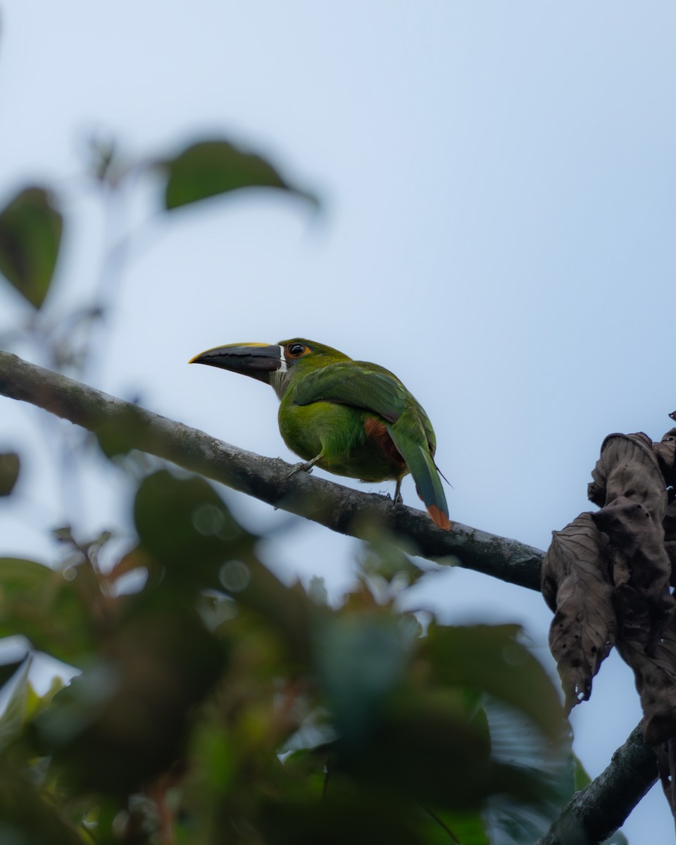 Southern Emerald-Toucanet - ML646278129