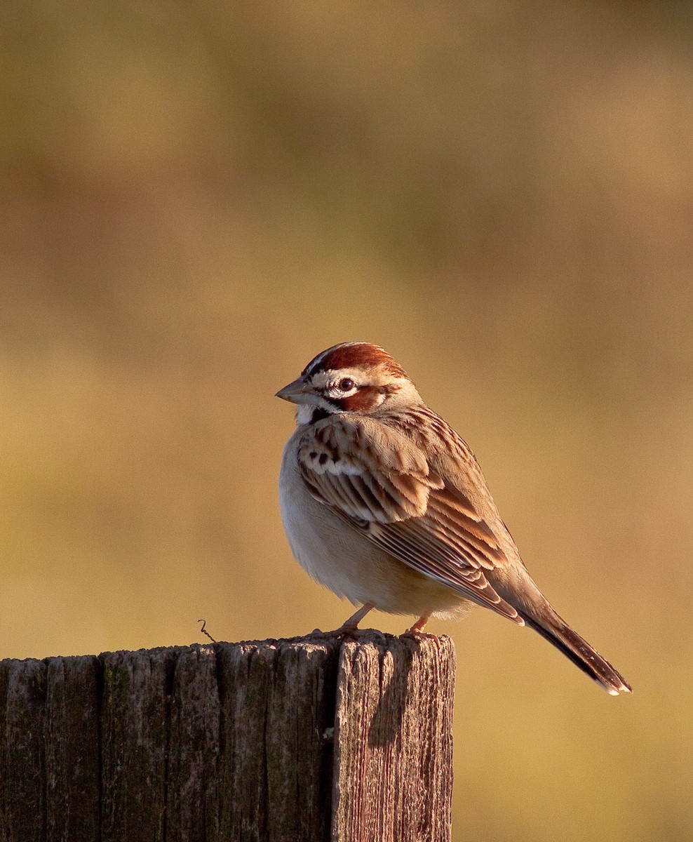 Lark Sparrow - ML646278131