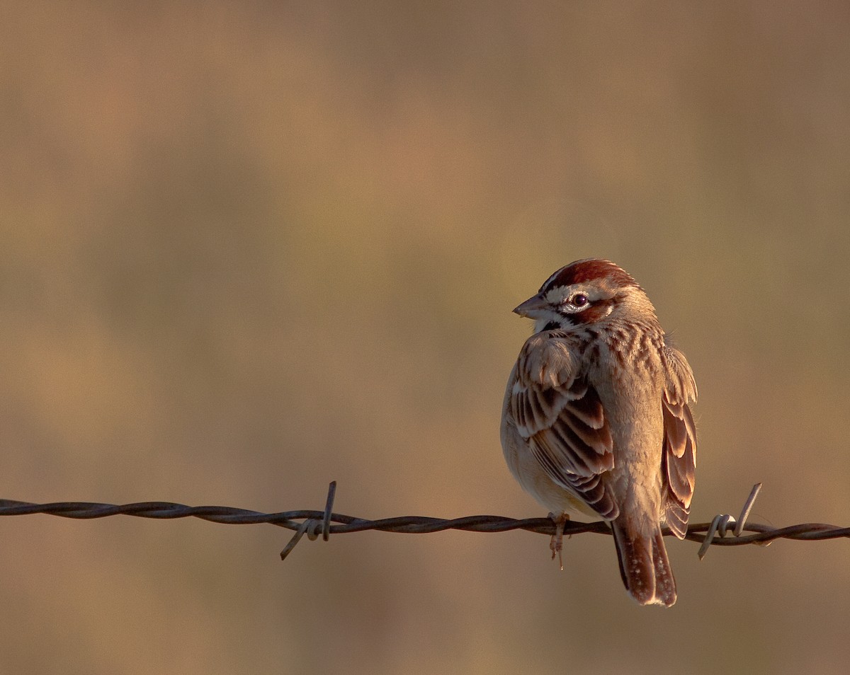 Lark Sparrow - ML646278132
