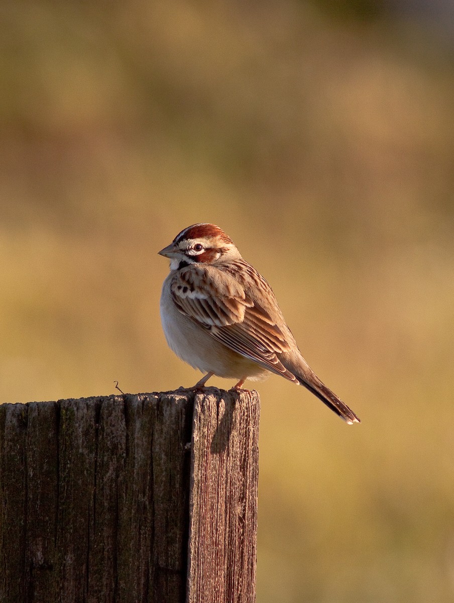 Lark Sparrow - ML646278133
