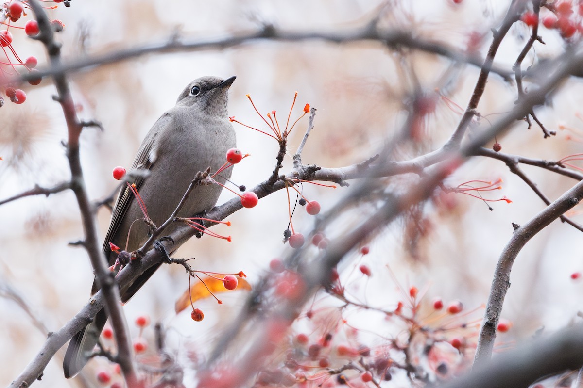 Townsend's Solitaire - ML646278134