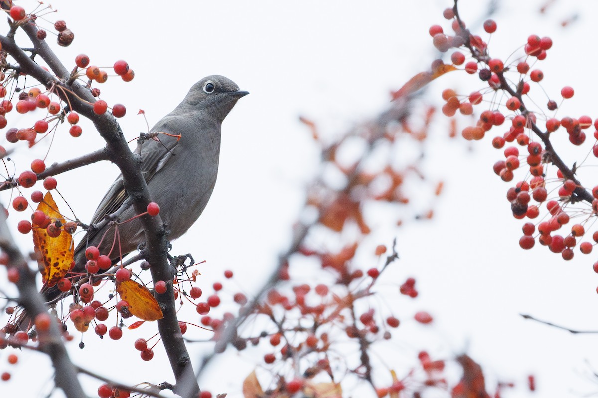 Townsend's Solitaire - ML646278144