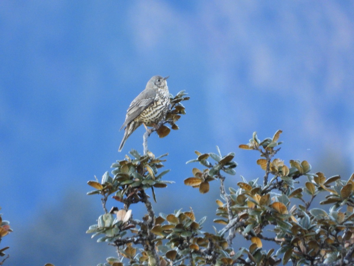 槲鶇 - ML646278145